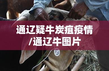 通辽疑牛炭疽疫情/通辽牛图片 通辽疑牛炭疽疫情/通辽牛图片