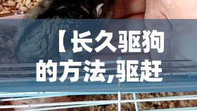【长久驱狗的方法,驱赶狗长期有效好办法】