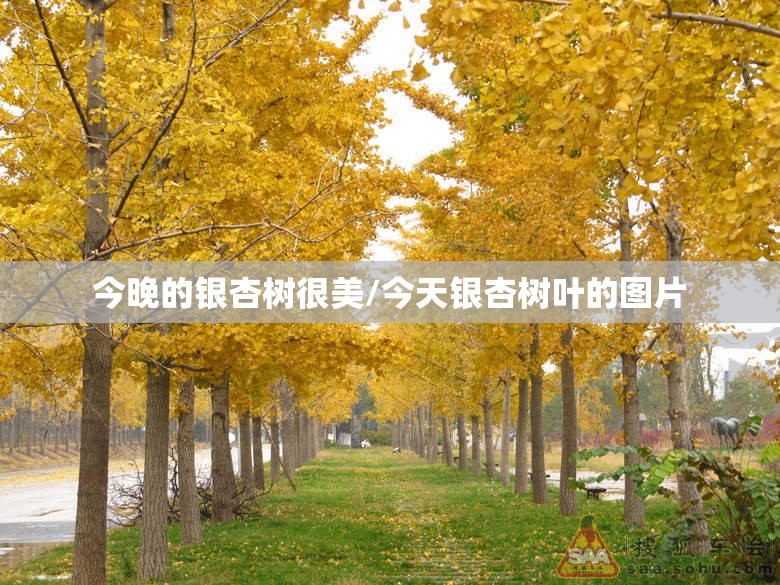 今晚的银杏树很美/今天银杏树叶的图片 今晚的银杏树很美/今天银杏树叶的图片