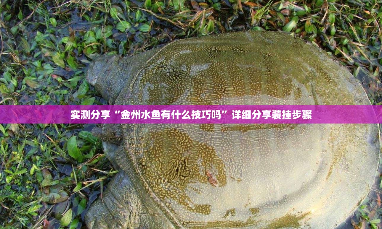 实测分享“金州水鱼有什么技巧吗”详细分享装挂步骤